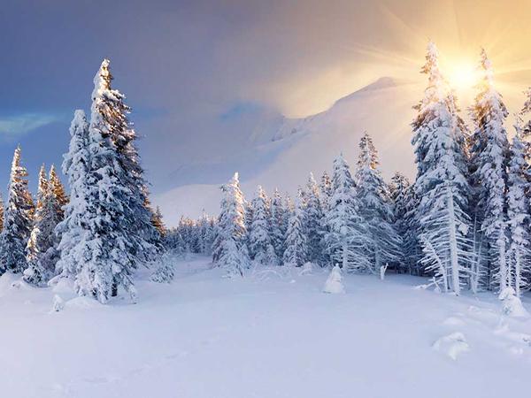 Katebackdrop：Kate Snow Backdrop Trees Winter for Photos