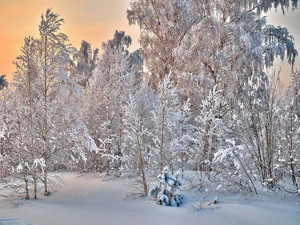 Katebackdrop：Kate Snow Forest Backdrop for winter holiday