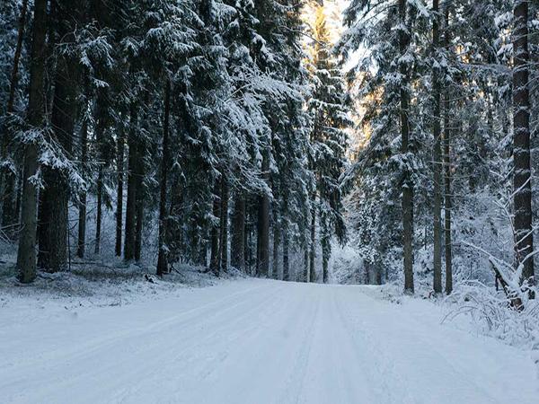 Katebackdrop：Kate Winter Forest Snow World Backdrop
