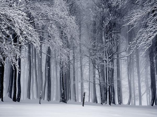 Katebackdrop：Kate Winter Forest Snow Scene Photo Backdrop Photography Props