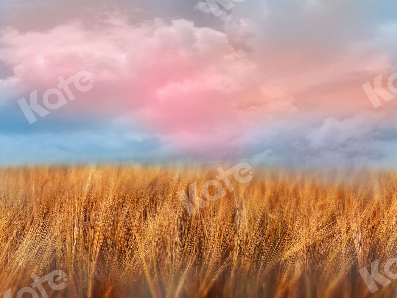 Kate Herbst Hintergrund blauer Himmel Weizenfeld für Fotografie