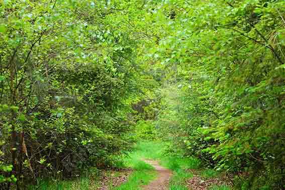 Kate Sommer Grüner Wald Pfad Hintergrund Landschaft von Chain Photography