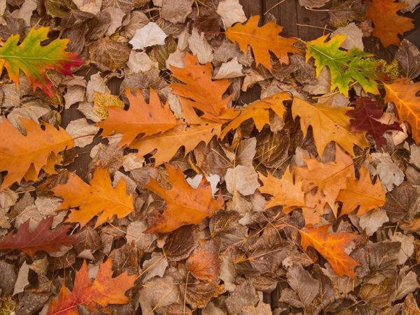 Katebackdrop：Kate Autumn Fallen Leaves Scene Photo Studio Props