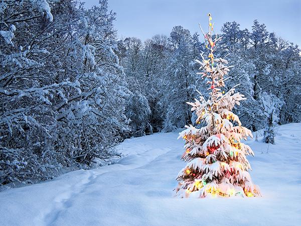 Katebackdrop：Kate Snow Winter Forest World Christmas Backdrop