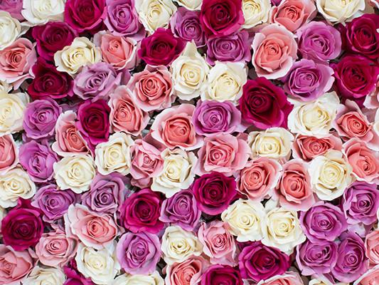 Katebackdrop：Kate Flower Red White Pink Backdrop Valentine's Day