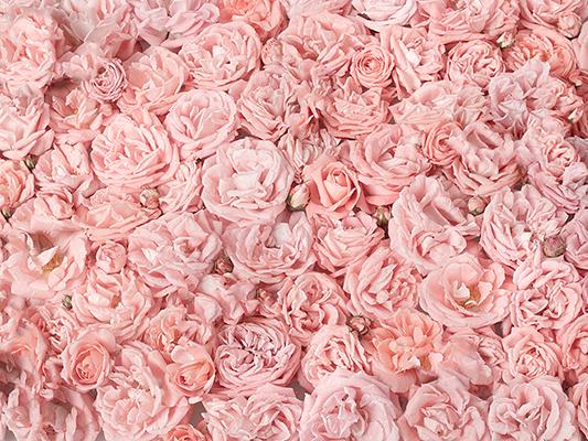 Kate Voller rosa Blumen Hintergrund für die Fotografie Hochzeit - Katebackdrop.de