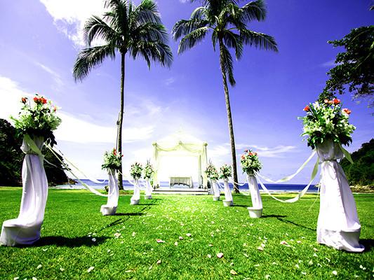 Katebackdrop：Kate Grassland Wedding Coconut Tree Backdrop Background