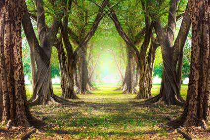 Kate Frühlings alte drei Wald Ostern Hintergrund fotos