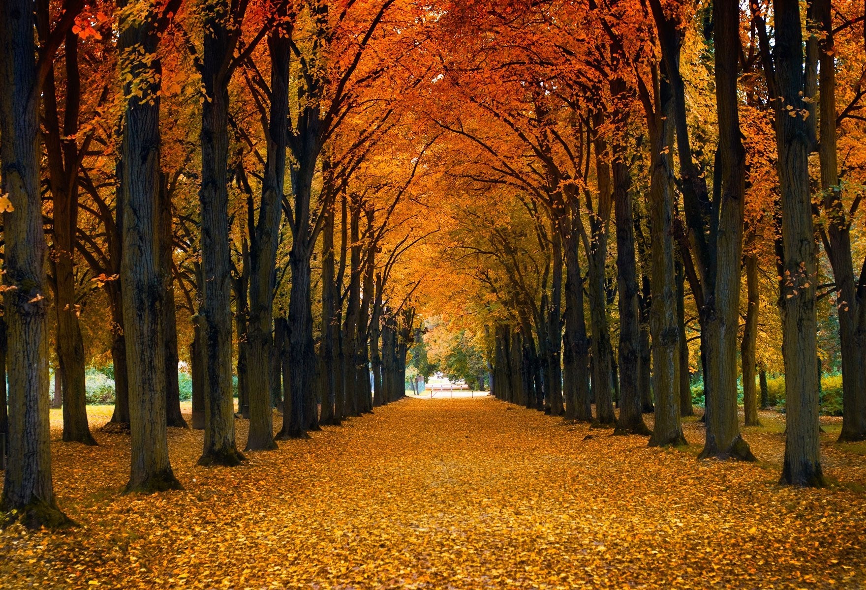 Katebackdrop：Kate Easter Road Tree Fall leaves Backdrop Background