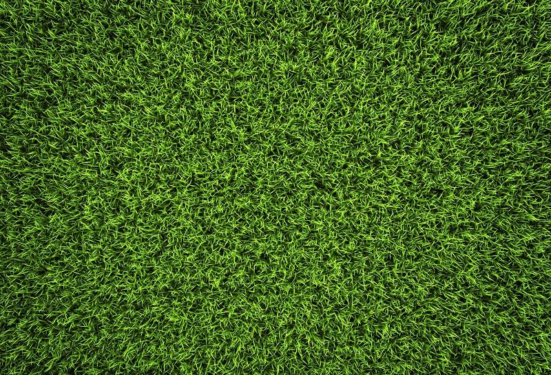 Kate Hintergrund Fotos des grünen Gras Hintergrundes draußen