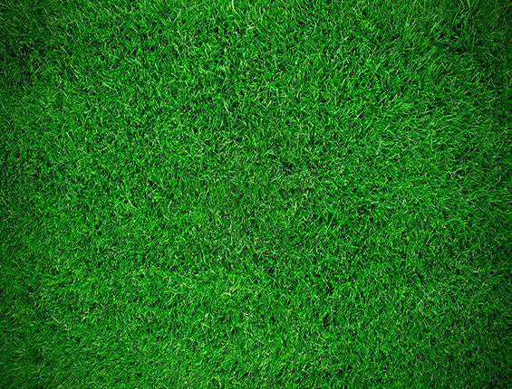 Kate grünes Gras Fotografie Hintergrund Kinder