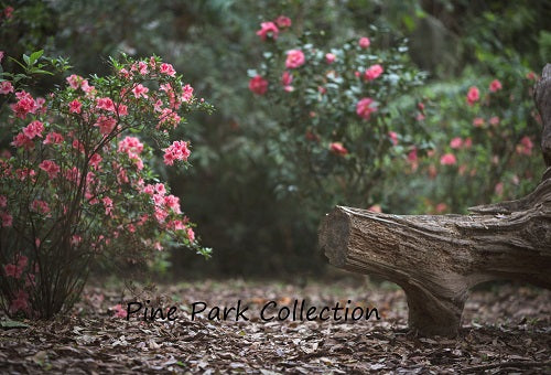 Kate Garden mit Logbank-Feder Kulisse Kulisse für Fotografie Entworfen von Pine Park Collection