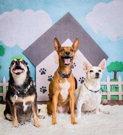 Kate Pet Park Himmel und Wolken Frühling Baum Kinder Kulisse für Fotografie von Erin Larkins entworfen