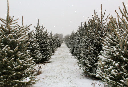 Weihnachtsbaum Kiefern Bauernhofweg Hintergrund