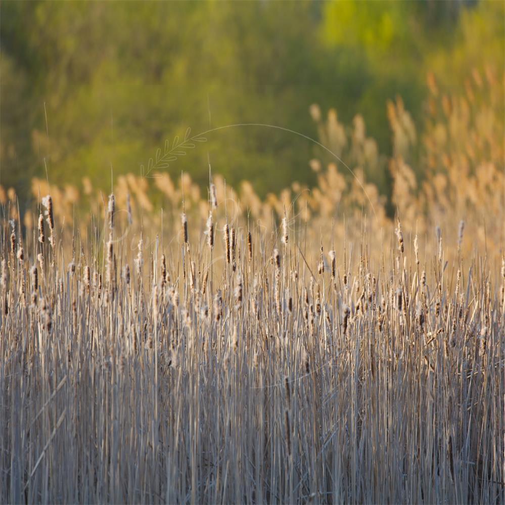 Kate Herbst Schilf Landschaft Hintergrund Entworfen von Pine Park Collection - Kate Backdrop.de