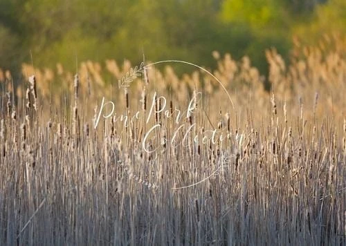 Kate Herbst Schilf Landschaft Hintergrund Entworfen von Pine Park Collection - Kate Backdrop.de
