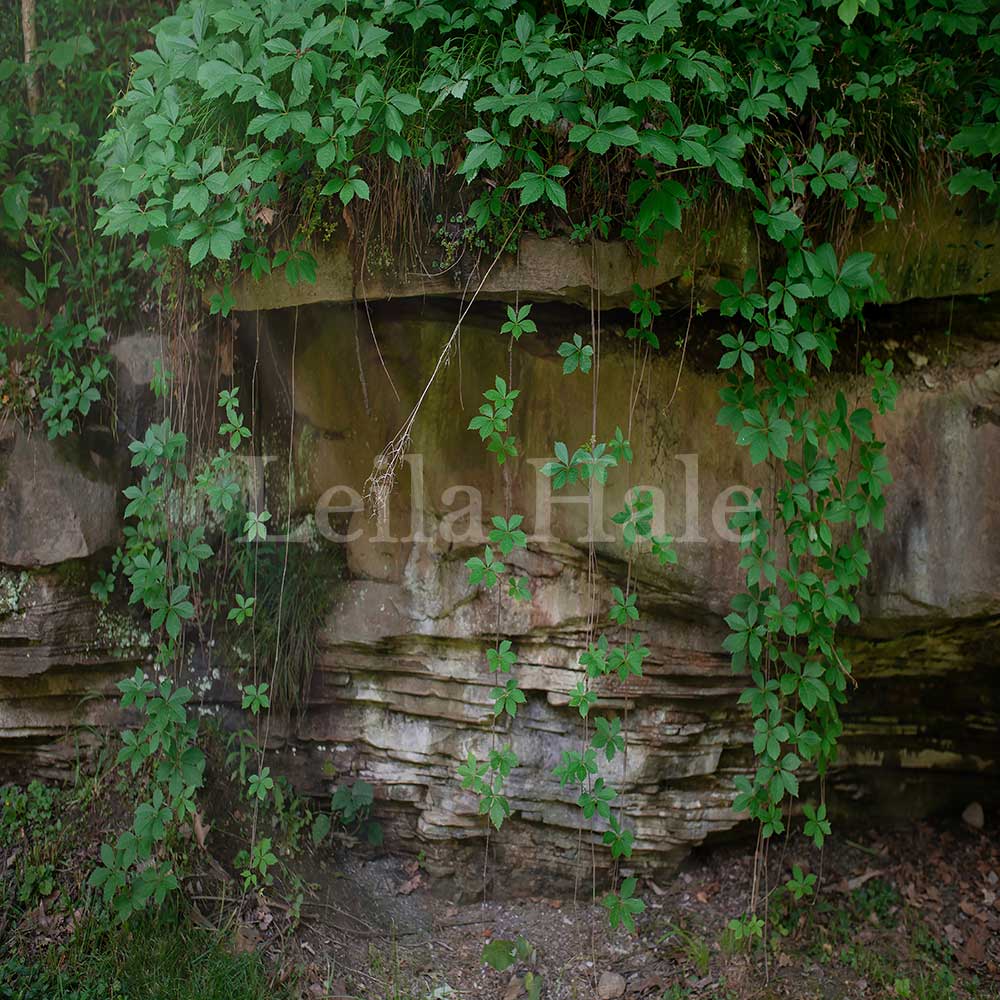 Kate Hintergrund Wand Landschaft Grünes Blatt Frühling von Leila Hale