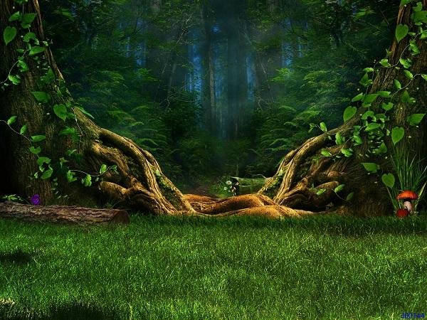 Katebackdrop：Kate Forest Theme Old Tree with Greenland floor Backdrop