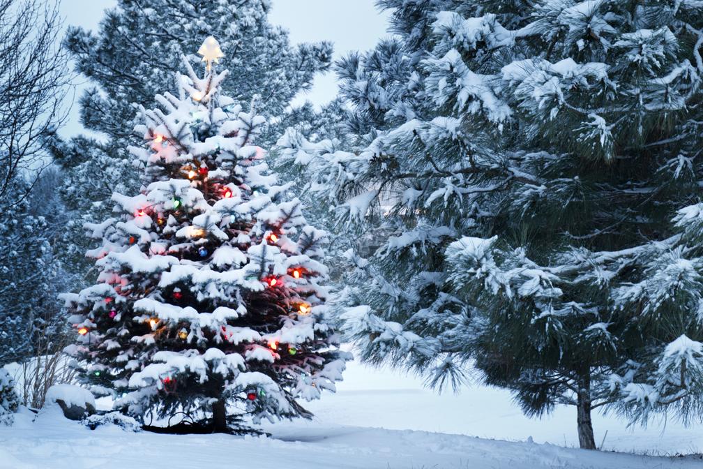 Katebackdrop：Kate Christmas Backdrop Winter Snow Forest Pine Background