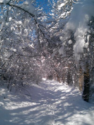 Katebackdrop：Kate Winter Scenery Snow Forest Photography Backdrop
