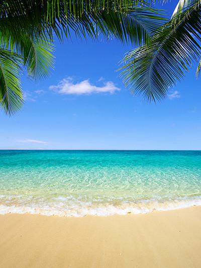 Katebackdrop：Kate Sea Beach Palm Tree Blue Cloud Background For Photography
