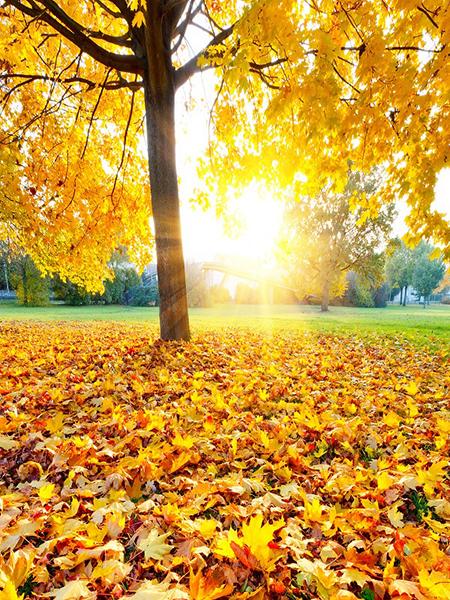 Katebackdrop：Kate Autumn Under Tree Fall Leaves Sunset Backdrop