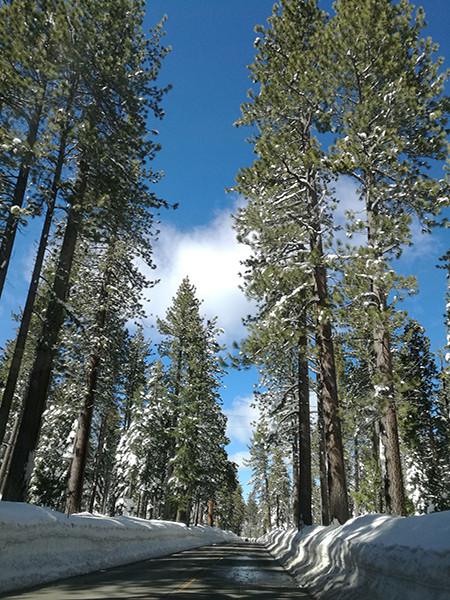 Katebackdrop：Kate Scenery Photography Backdrop Snow Trees Photo Background