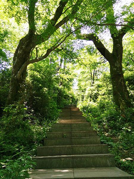 Katebackdrop：Kate Scenery Photo Backdrop Green Forest Stairs In Park