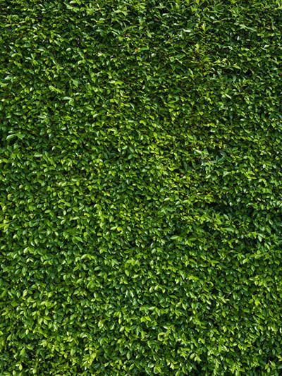 Katebackdrop：Kate Spring Scenery Green Grass Photography Backdrops