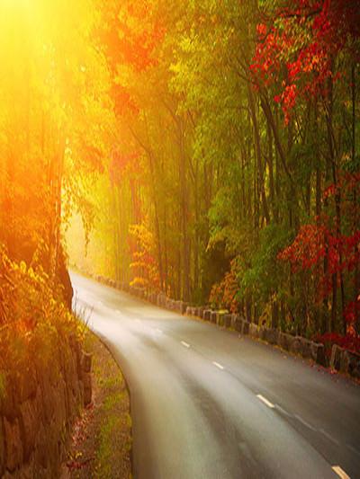 Katebackdrop：Kate Autumn Scenery Road Trees Photography Backdrops