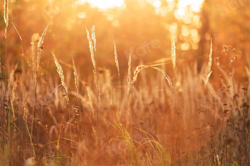 Kate Herbst Sonnenuntergang Hintergrund Wiese von Chain Photography - Kate Backdrop.de