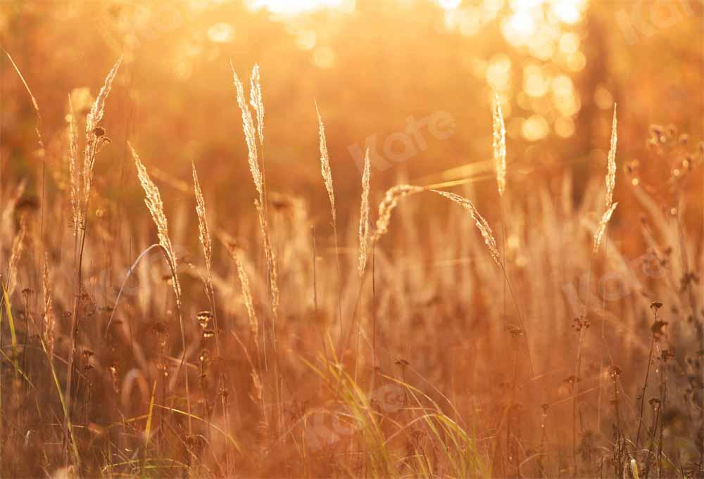 Kate Herbst Sonnenuntergang Hintergrund Wiese von Chain Photography