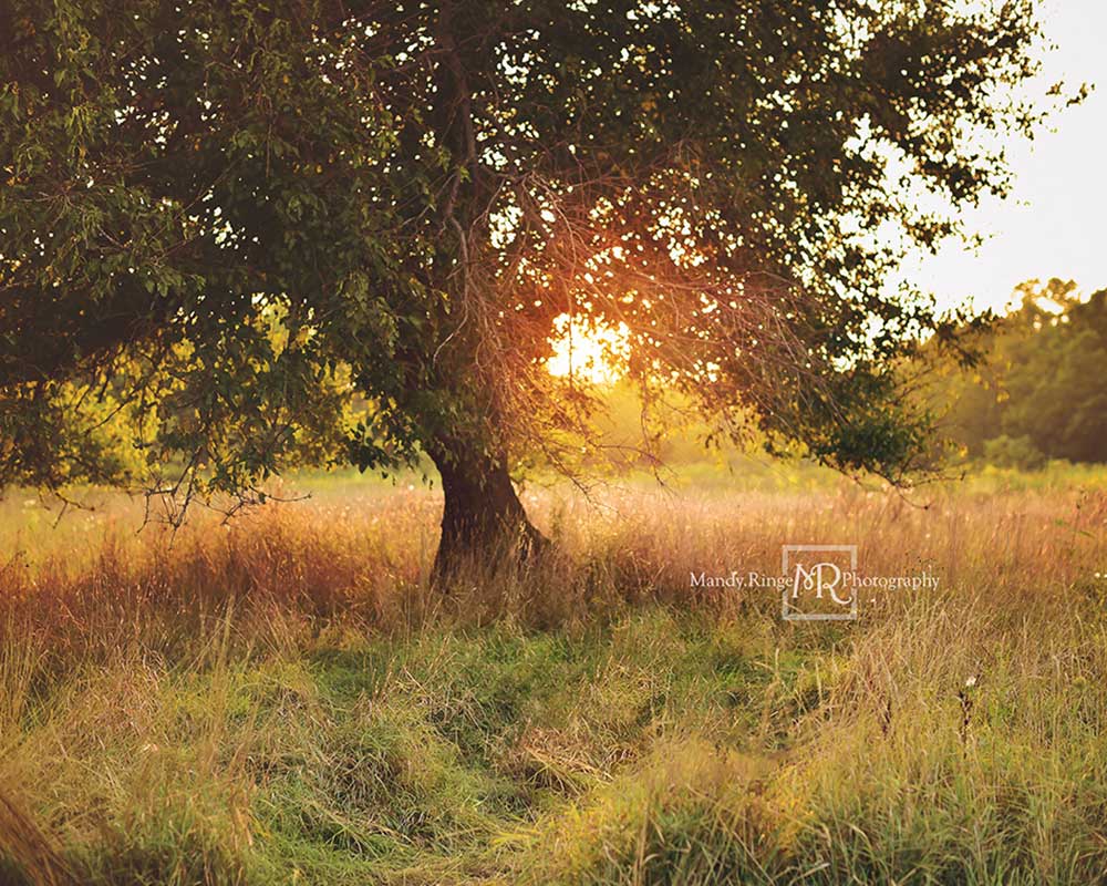 Kate Baum Sonnenuntergang Hintergrund  von Mandy Ringe Photography - Kate Backdrop.de