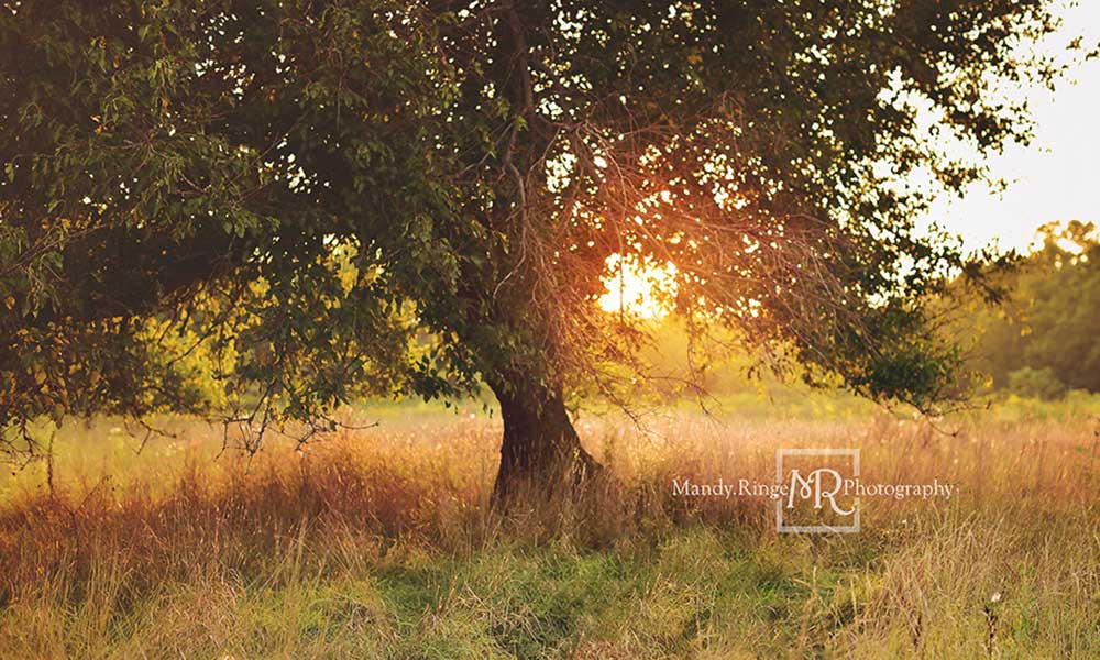 Kate Baum Sonnenuntergang Hintergrund  von Mandy Ringe Photography - Kate Backdrop.de