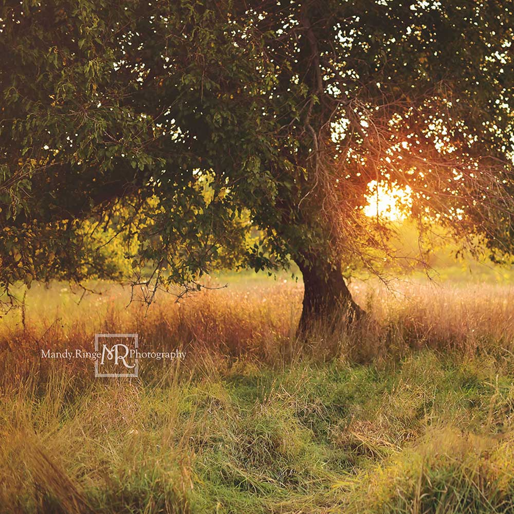 Kate Baum Sonnenuntergang Hintergrund  von Mandy Ringe Photography - Kate Backdrop.de