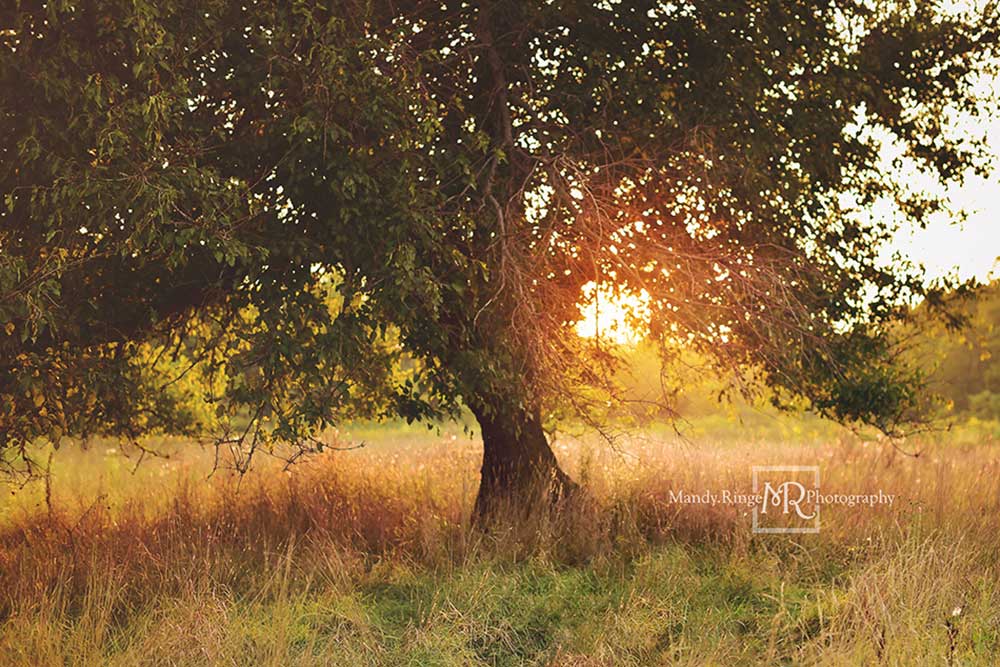 Kate Baum Sonnenuntergang Hintergrund  von Mandy Ringe Photography - Kate Backdrop.de