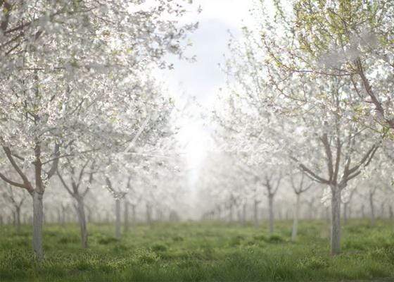 Katebackdrop£ºKate Spring Orchard in White Backdrop for Photography Designed by Lisa Granden