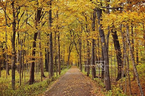 Kate Gelber Baumpfad des Herbsthintergrunds entworfen von Mandy Ringe Photography