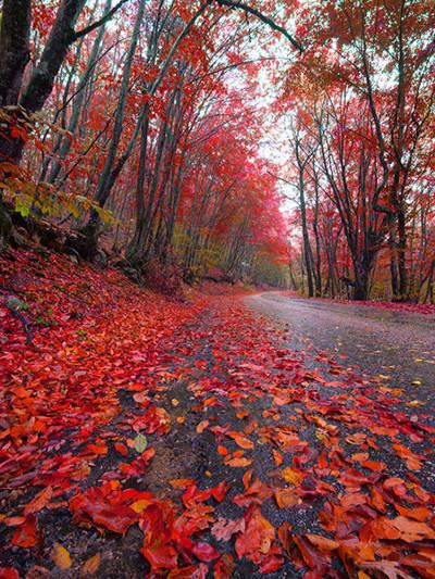 Katebackdrop：Kate Autumn Scenery Red Deciduous Leaves Photography Backdrop