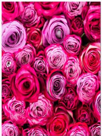Katebackdrop：Kate Red Roses For Valentine'S Day Photography Backdrop