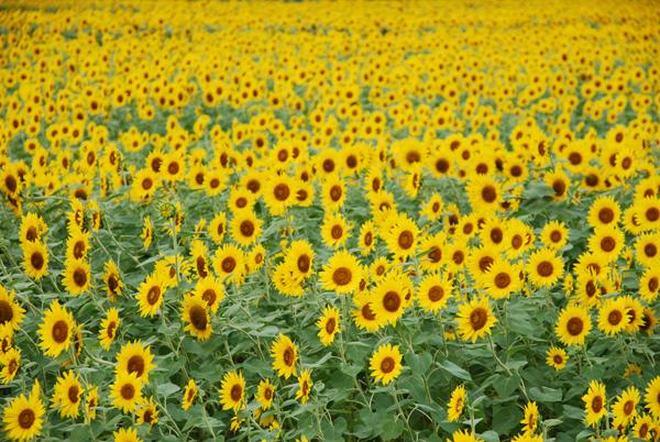 Kate Sonnenblumenfeld Hintergrund für Sommer Fotografie - Katebackdrop.de