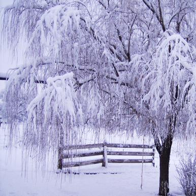 Katebackdrop：Kate Fleeze tree snow backdrop for holiday photography