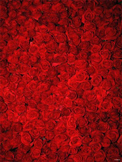 Katebackdrop：Kate Red Roses Valentine's Day Floral Photography Backdrop