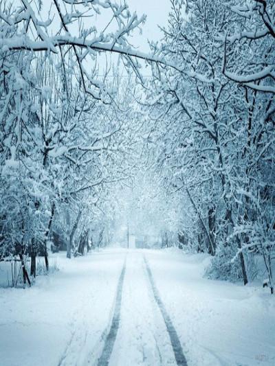 Katebackdrop：Kate Winter Scenery Snow Road Forest Photography Backdrop