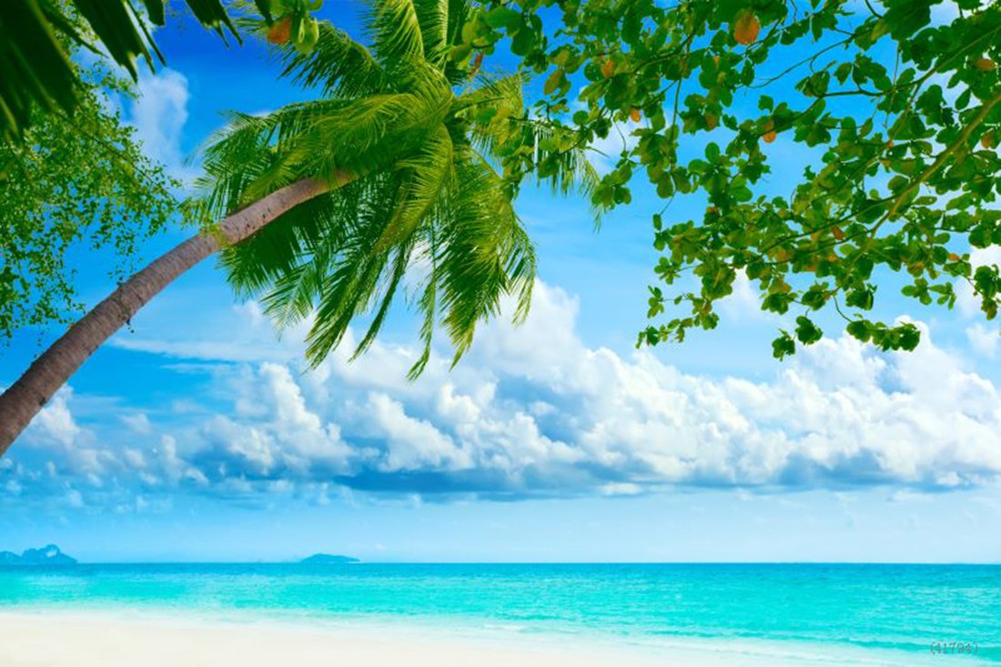 Katebackdrop：Beach Blue Sky Ocean Tree Backdrop for Summer Photography