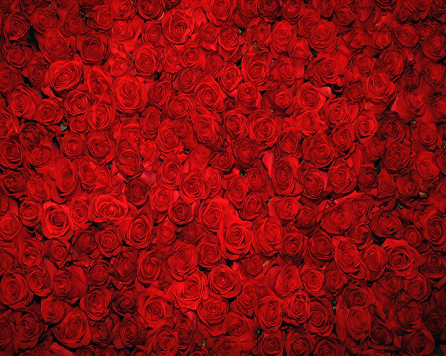 Katebackdrop：Kate Red Rose Wedding Backdrop for party photos