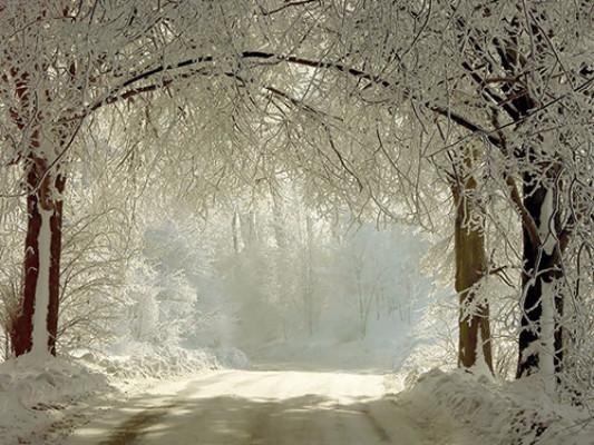 Katebackdrop：Kate Winter Scenery Snow Forest Photography Backdrops