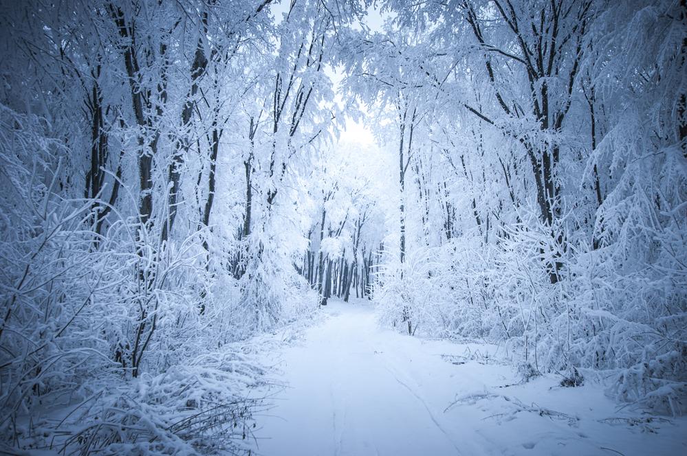 Katebackdrop：Kate Frozen snow forest road winter backdrop