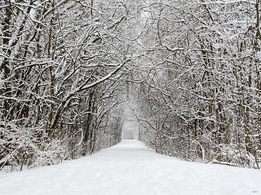 Katebackdrop：Kate Snow Winter Forest Frozen Tree Backdrop