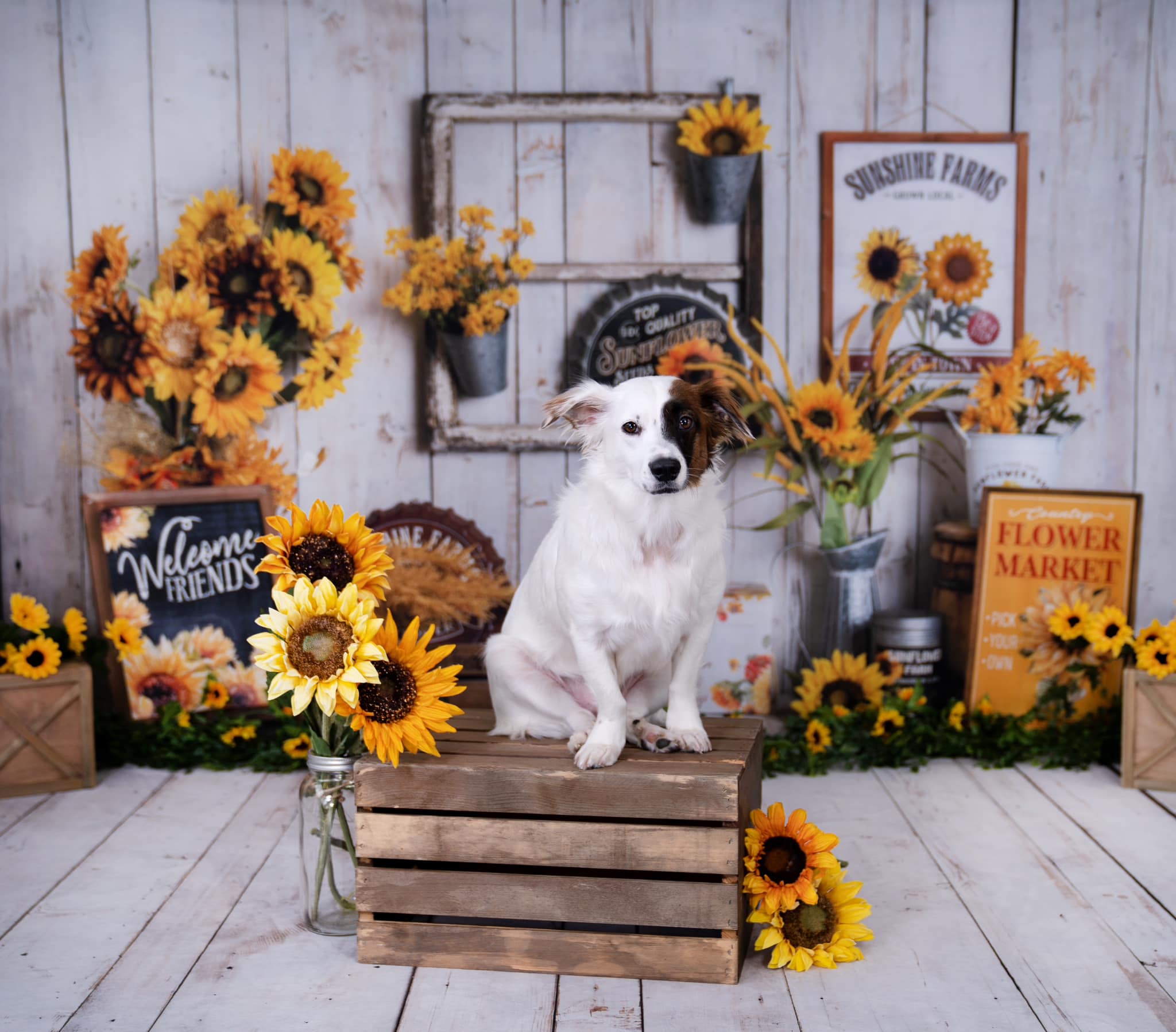 Kate Herbst Sonnenblumen Hintergrund von Rose Abbas - Kate Backdrop.de